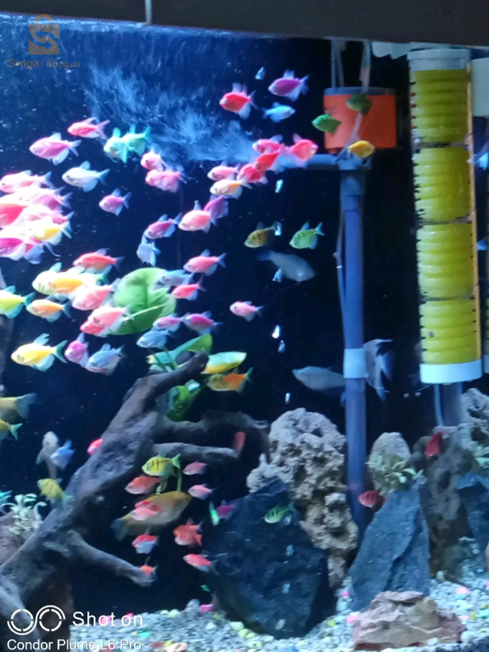 Service d'entretien et de nettoyage de vos précieux Aquarium et Poissons