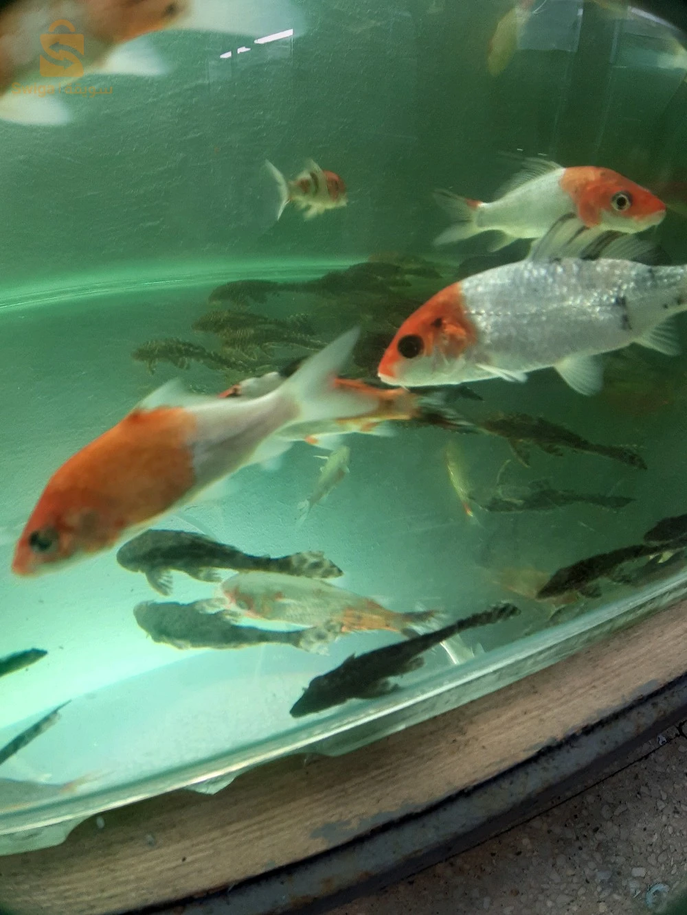 Poissons, Aquarium, équipements et accessoires disponible