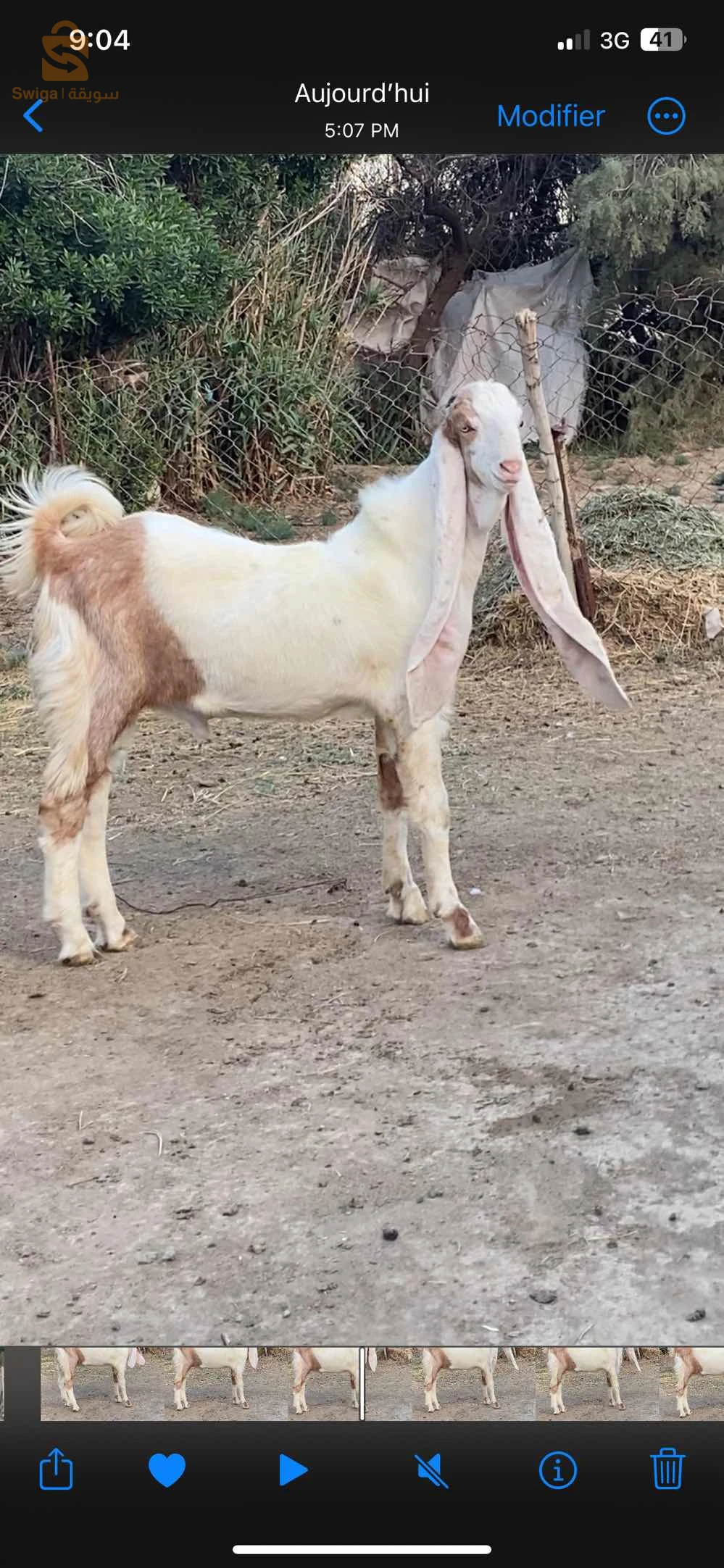 جدي حجازي اصلي ماشاءالله