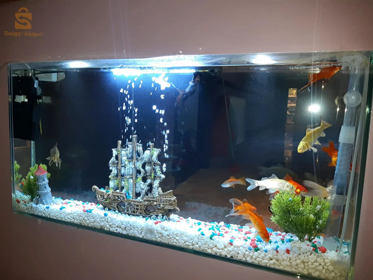 Poissons, Aquarium, équipements et accessoires disponible