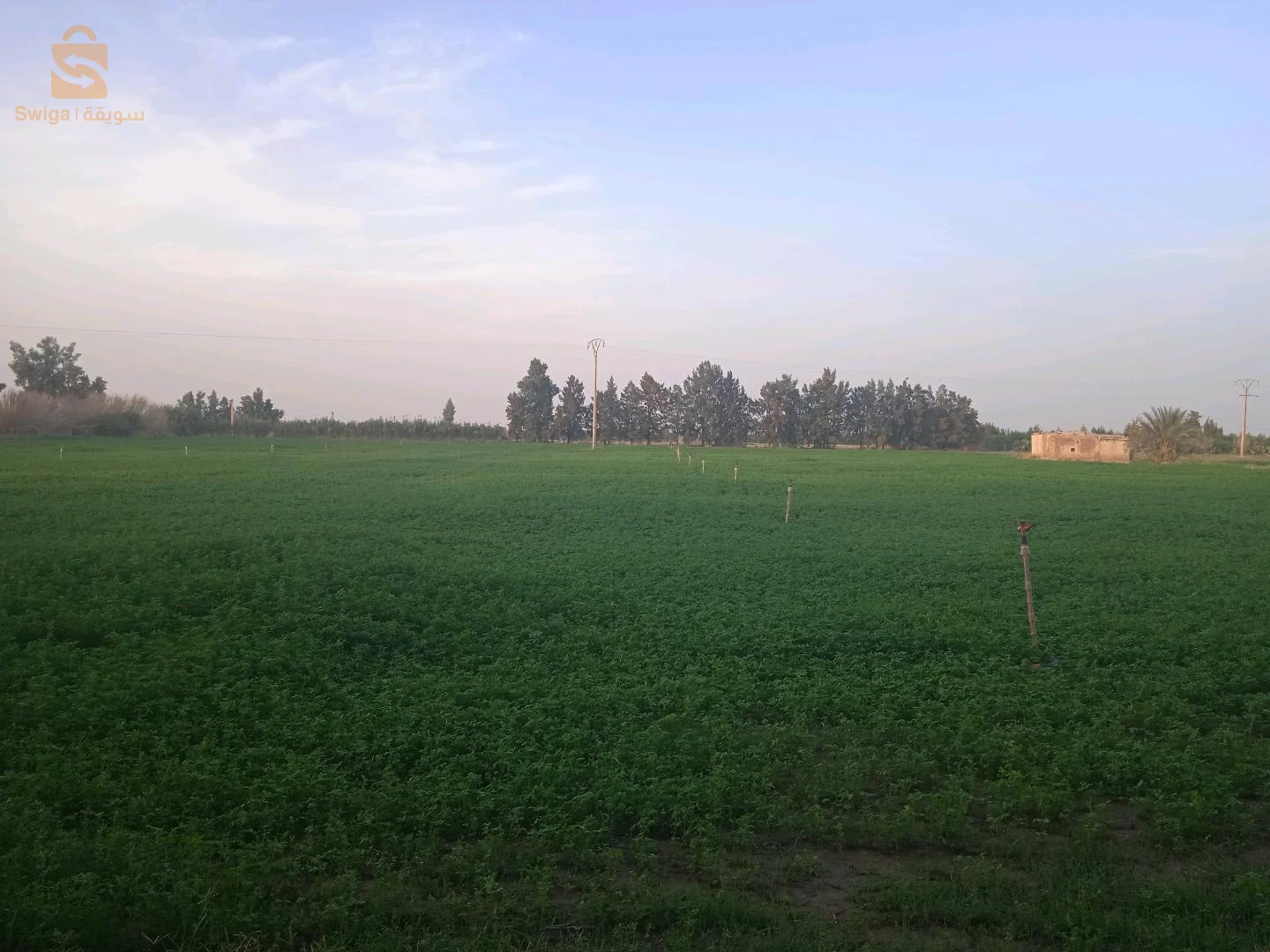 بلدية لمعاريف عضلت العزري