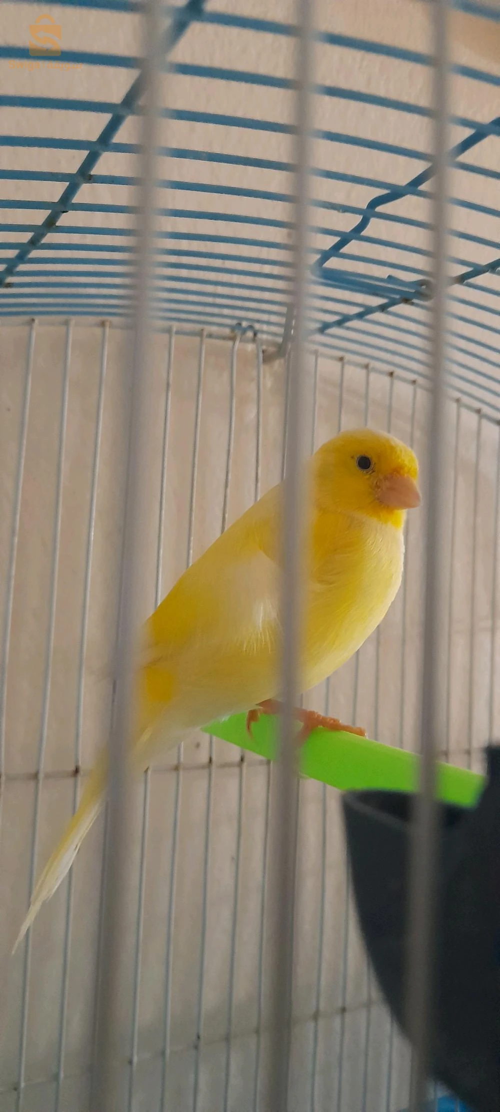 كوبل  على وجادا   سطيف