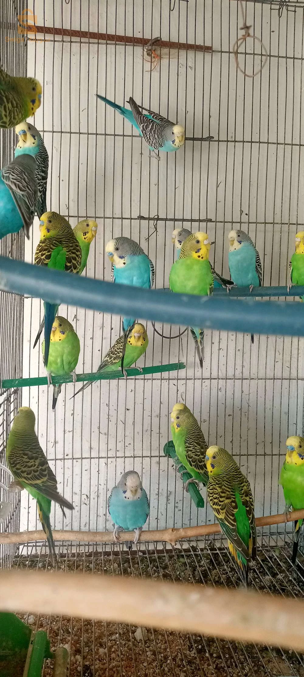 طيور البادجي