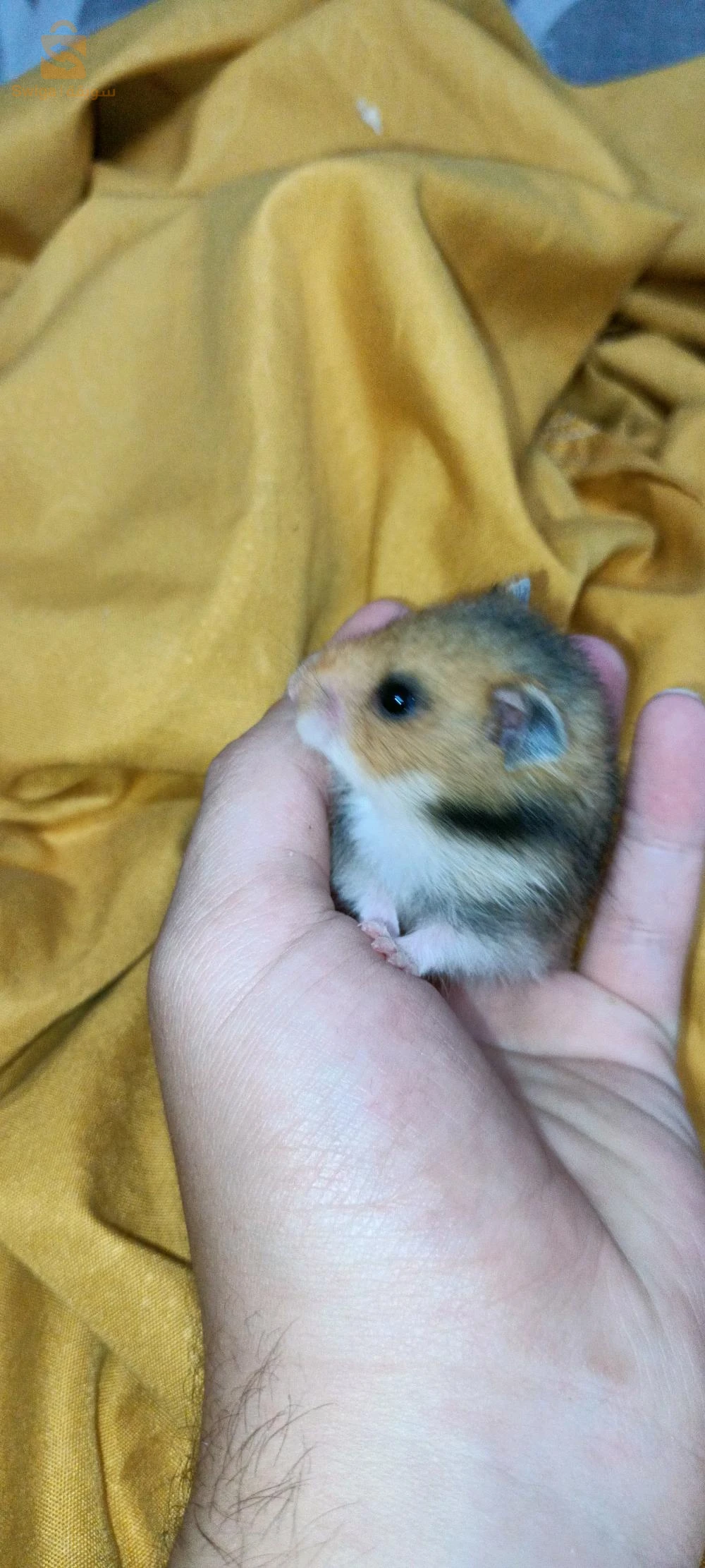 hamster syrien à poil long