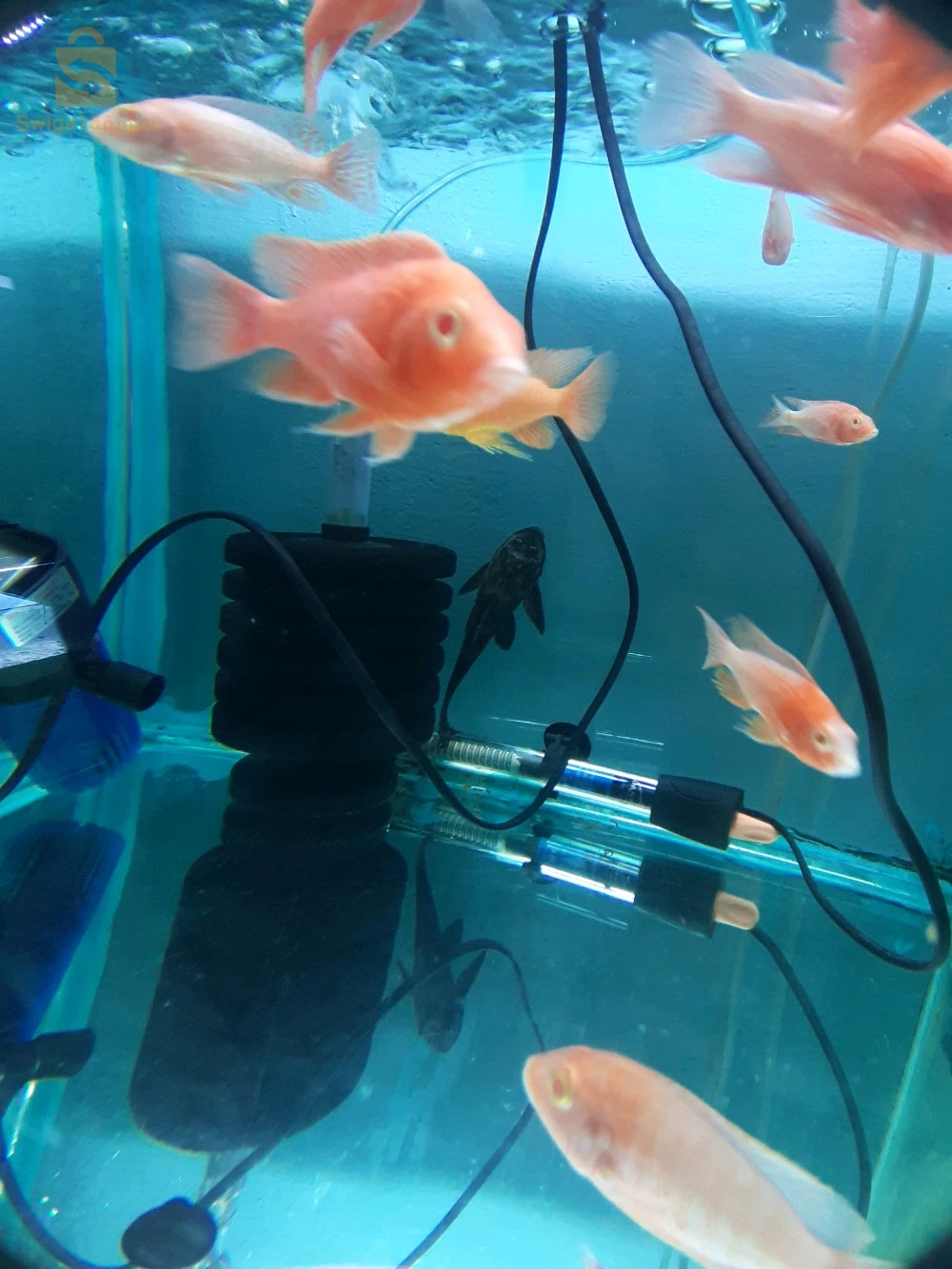 Poissons, Aquarium, équipements et accessoires disponible