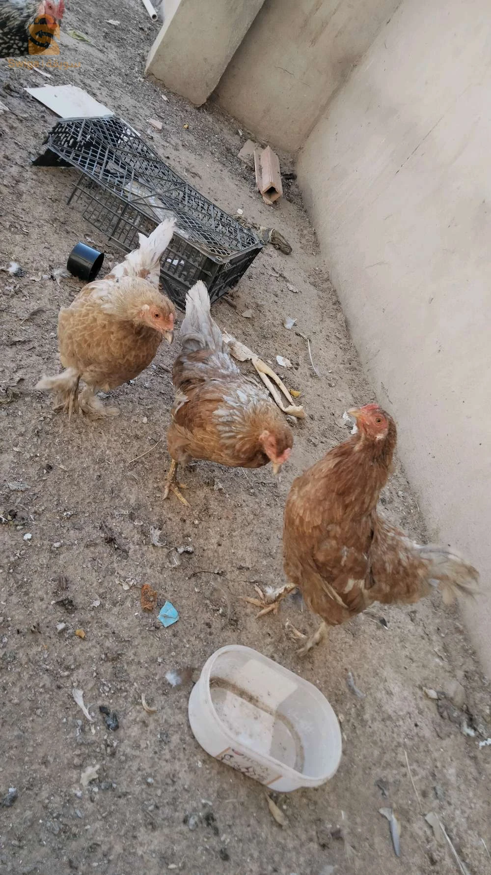 دجاج يوكو هاما