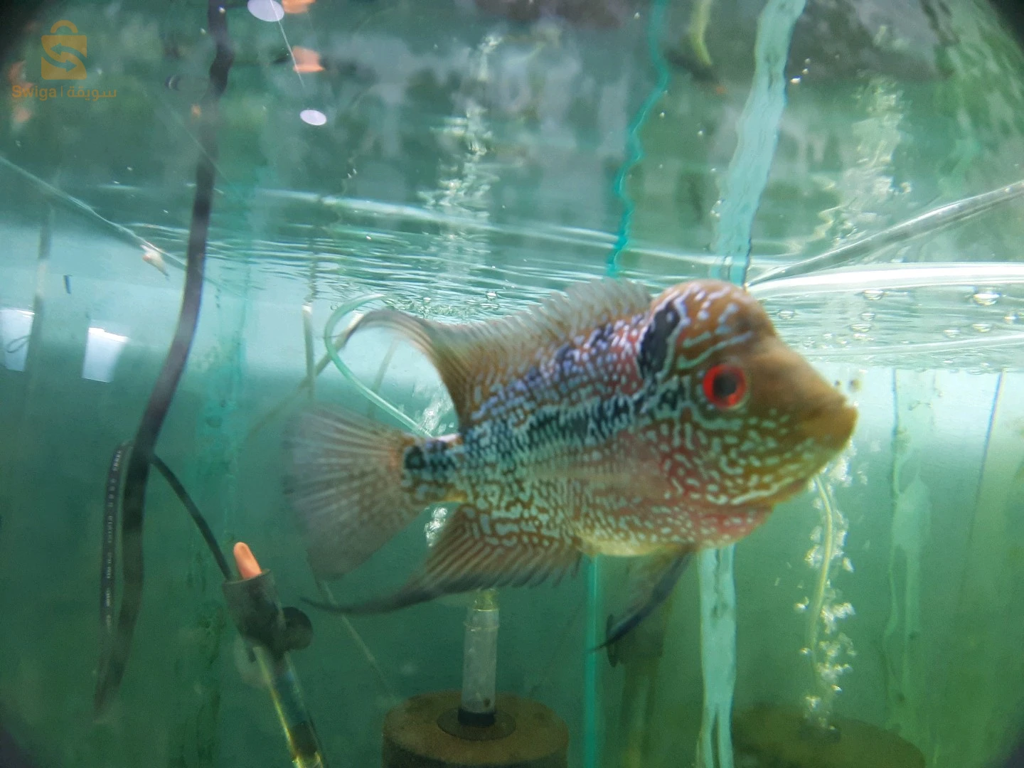 Poissons, Aquarium, équipements et accessoires disponible