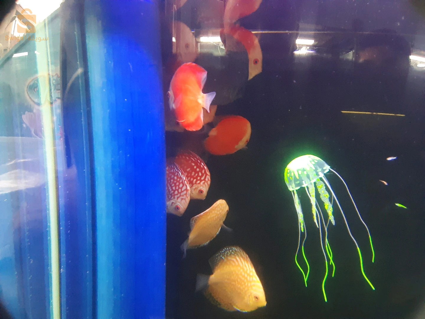 entretien général de vos Aquarium, Poissons, équipements et accessoires