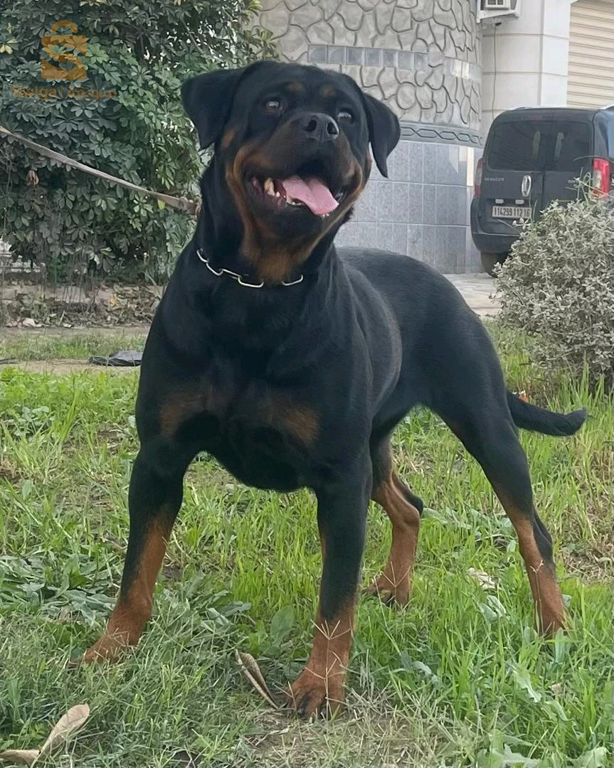 rottweiler Serbie