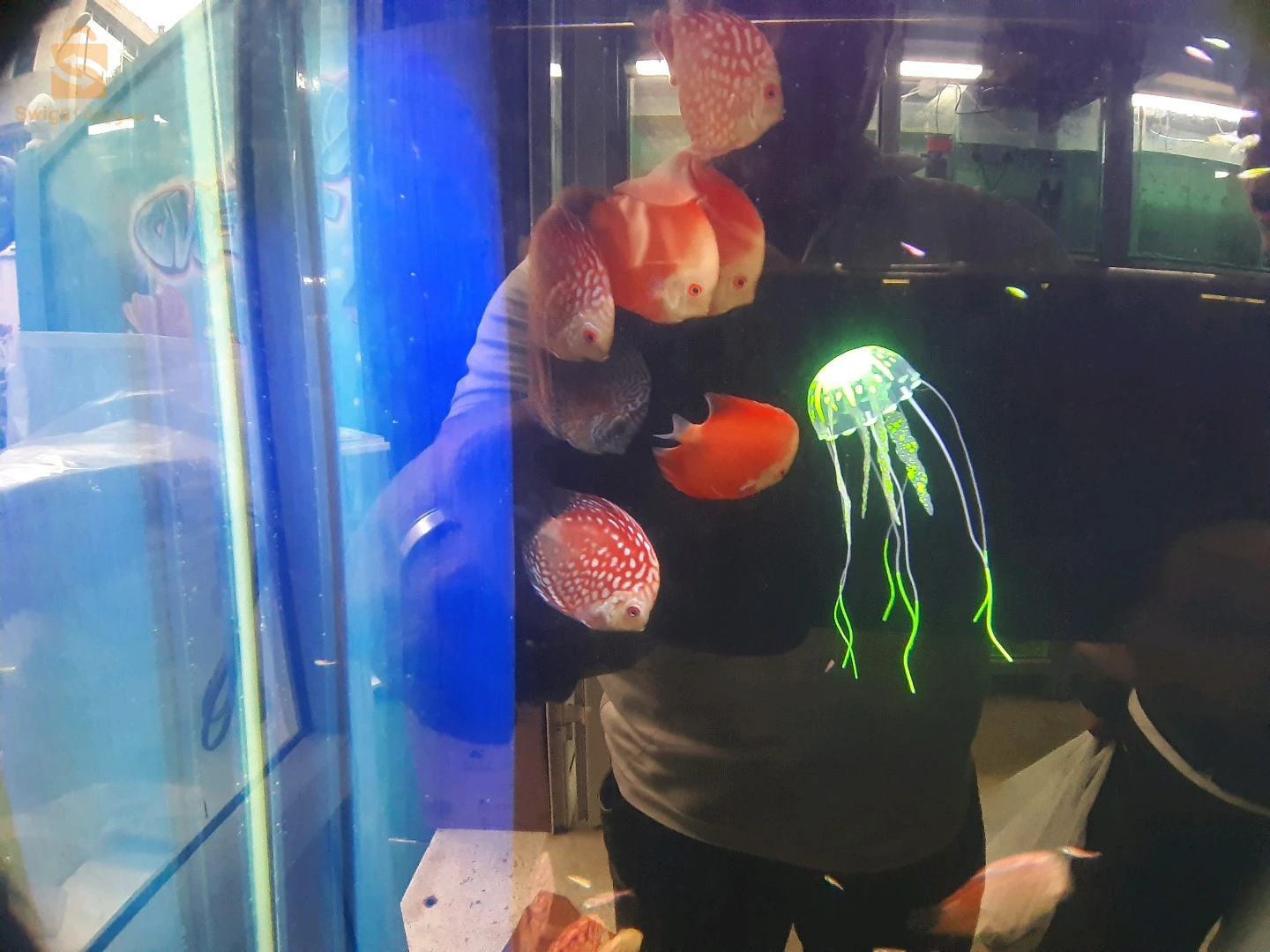 Service d'entretien et de nettoyage de vos précieux Aquarium et Poissons