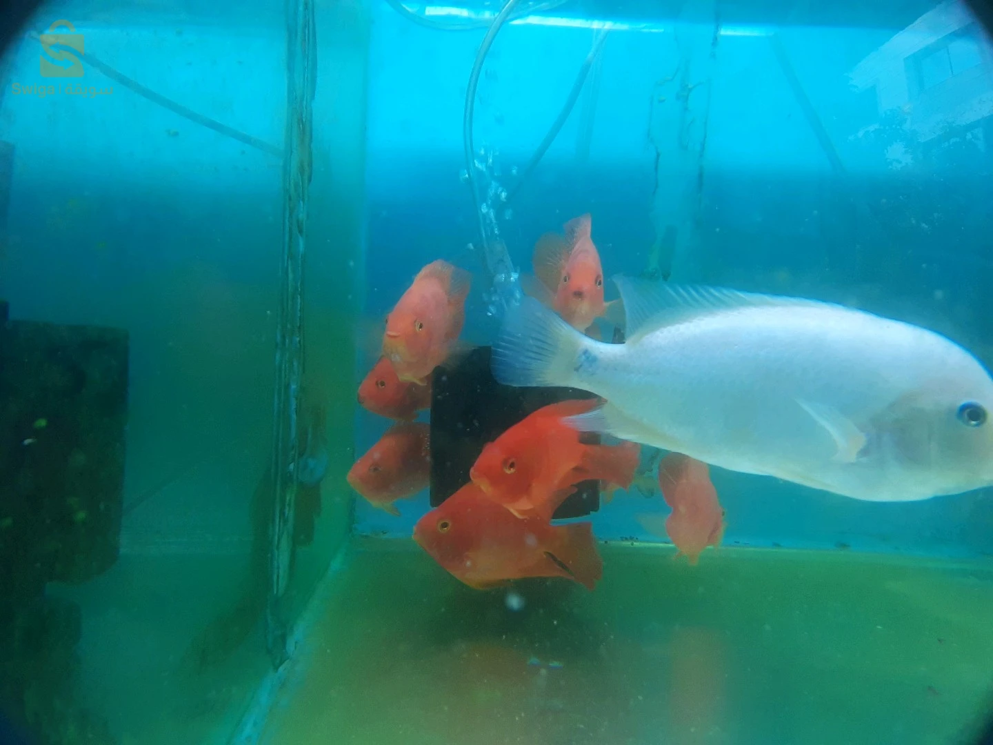 Service d'entretien et de nettoyage de vos précieux Aquarium et Poissons