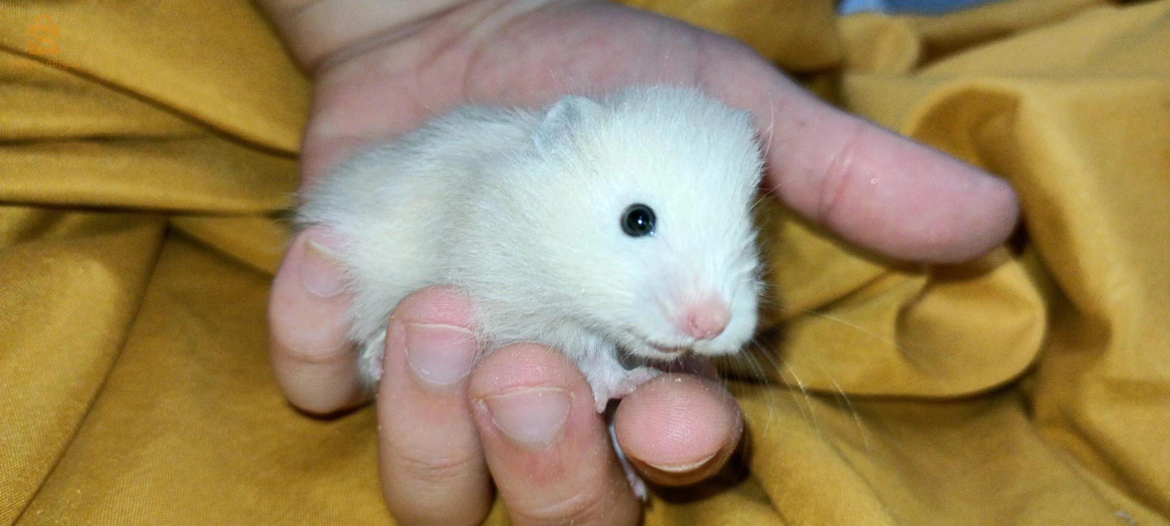 hamster syrien à poil long