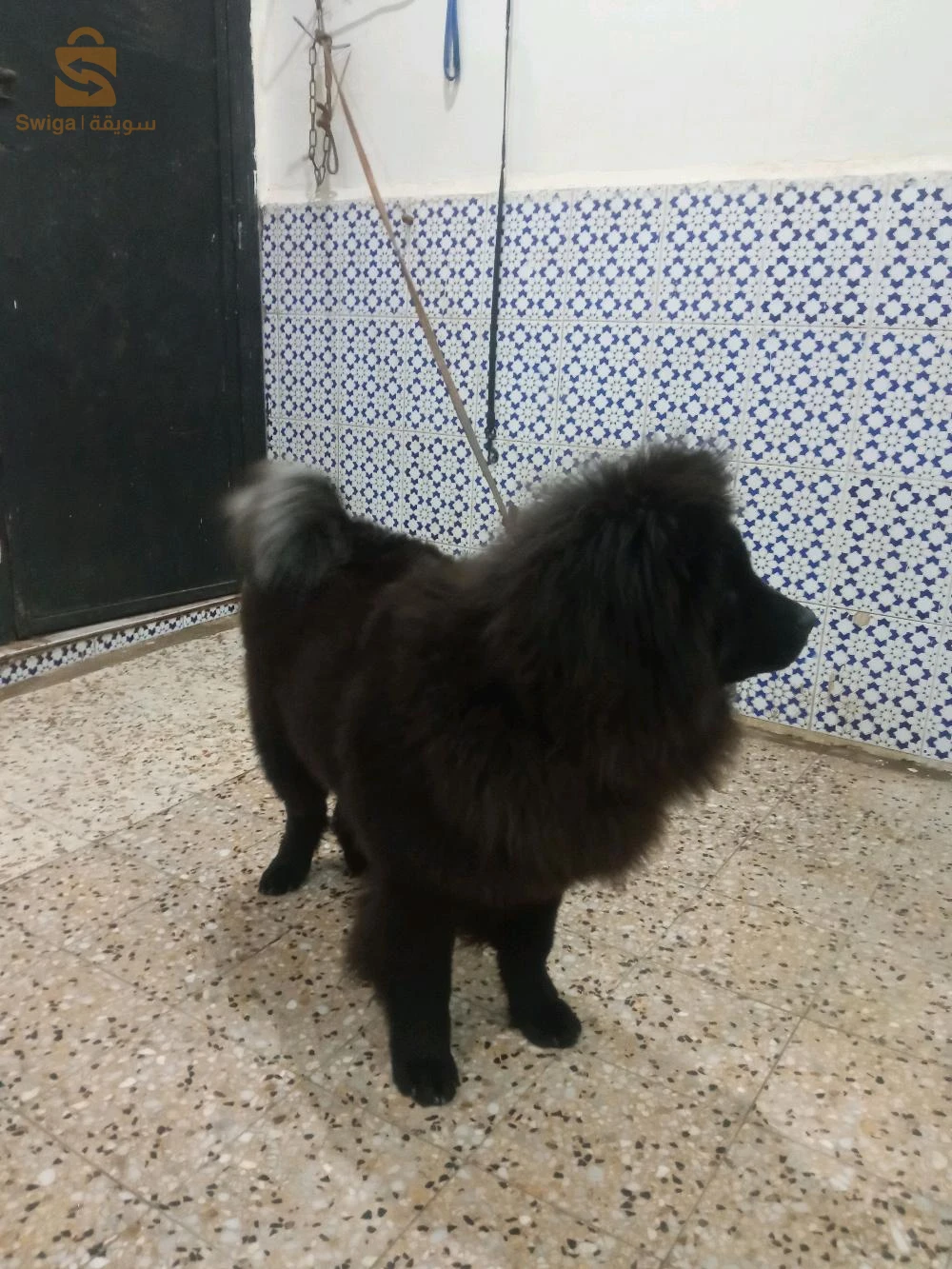 chow-chow