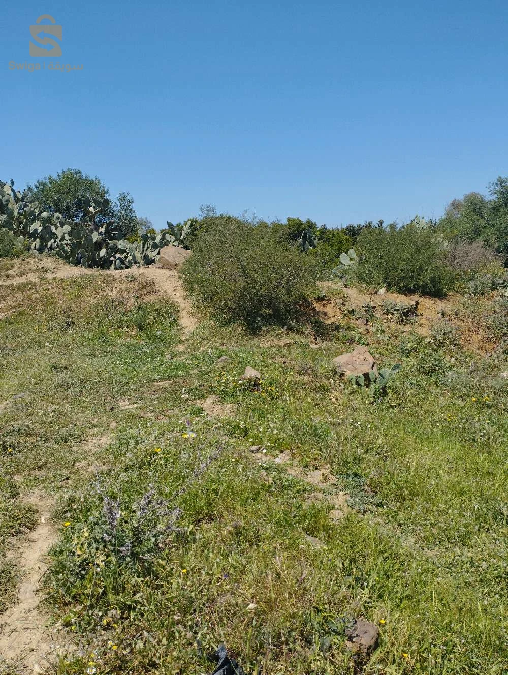 terrain