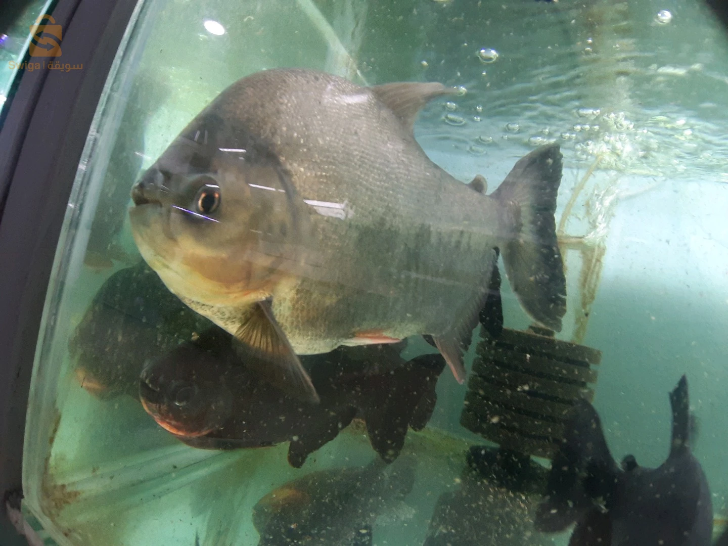 entretien général de vos Aquarium, Poissons, équipements et accessoires