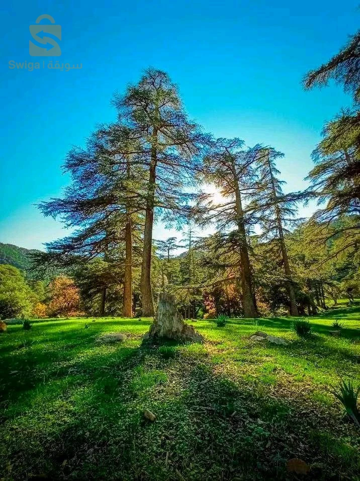 تيارت