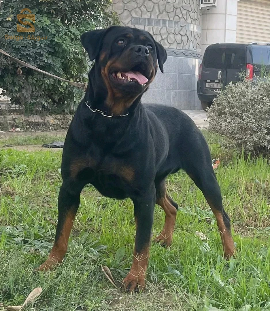rottweiler Serbie