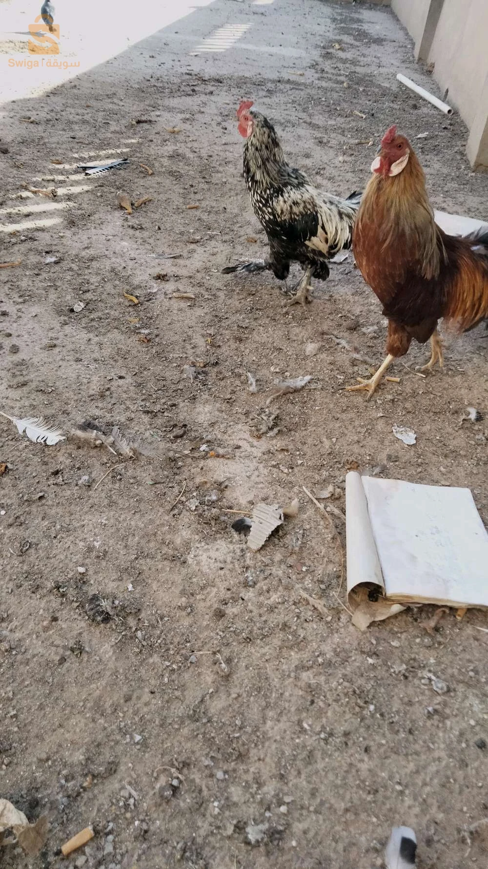 دجاج يوكو هاما