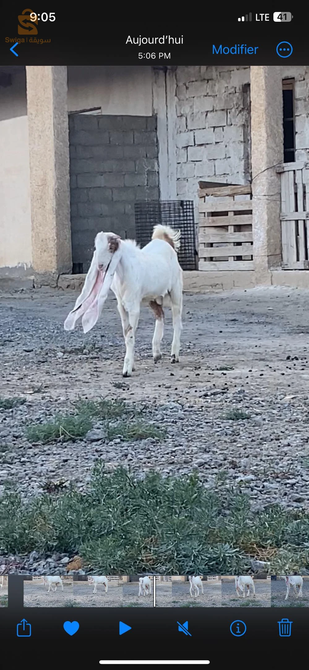 جدي حجازي اصلي ماشاءالله