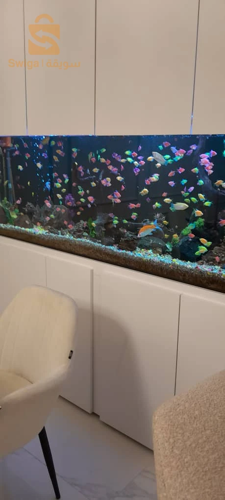 Service d'entretien et de nettoyage de vos précieux Aquarium et Poissons