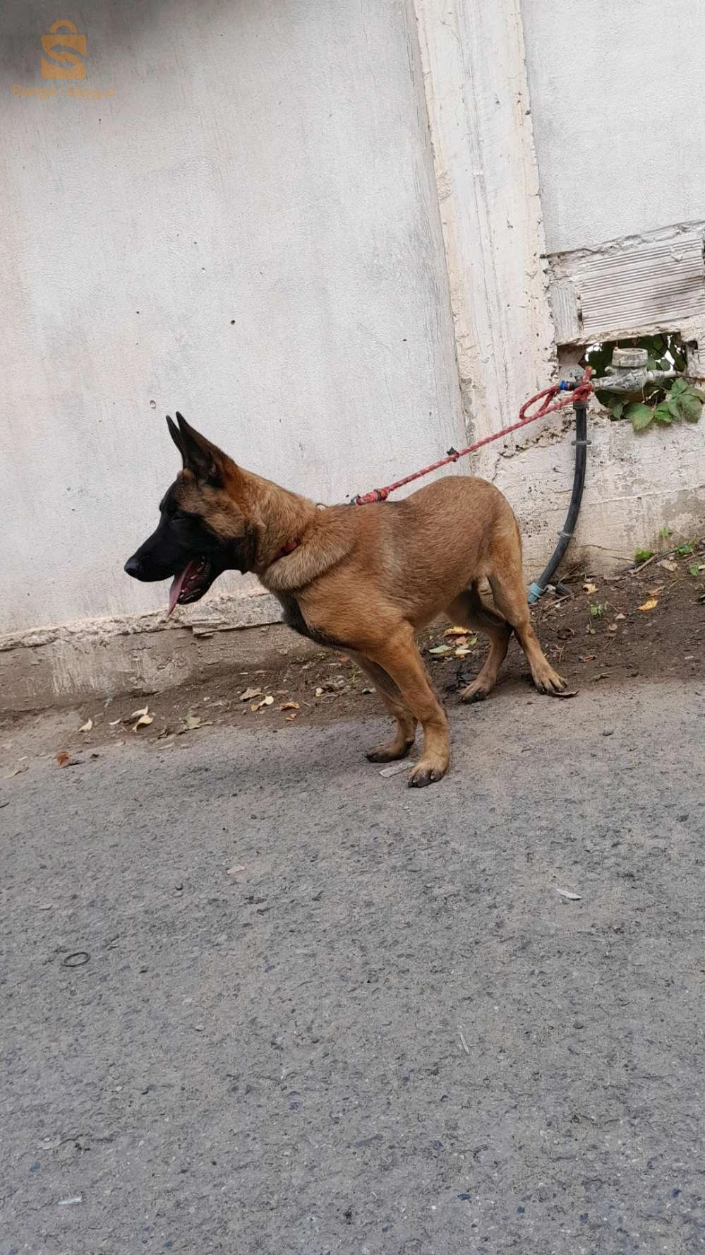 malinois rass pure