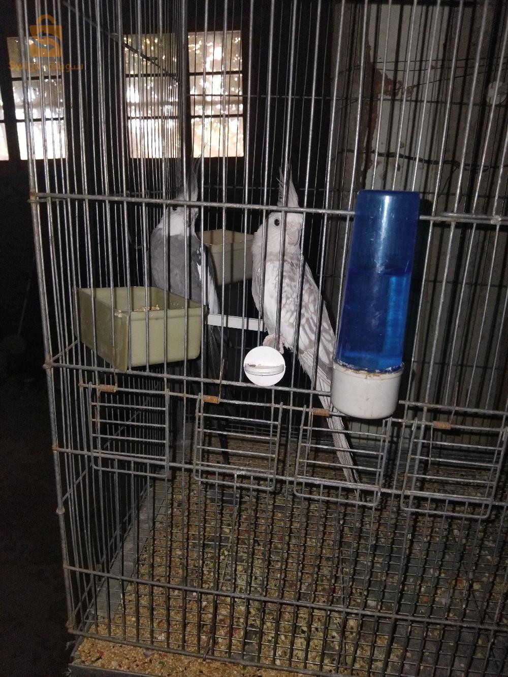 عندي ثلاثة كوكتيل زوج مال وعمالة