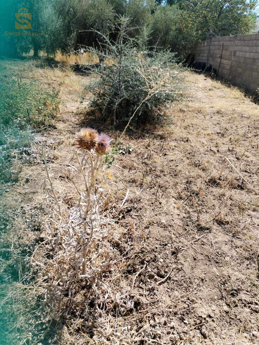 ترعي باينان ولاية ميلة