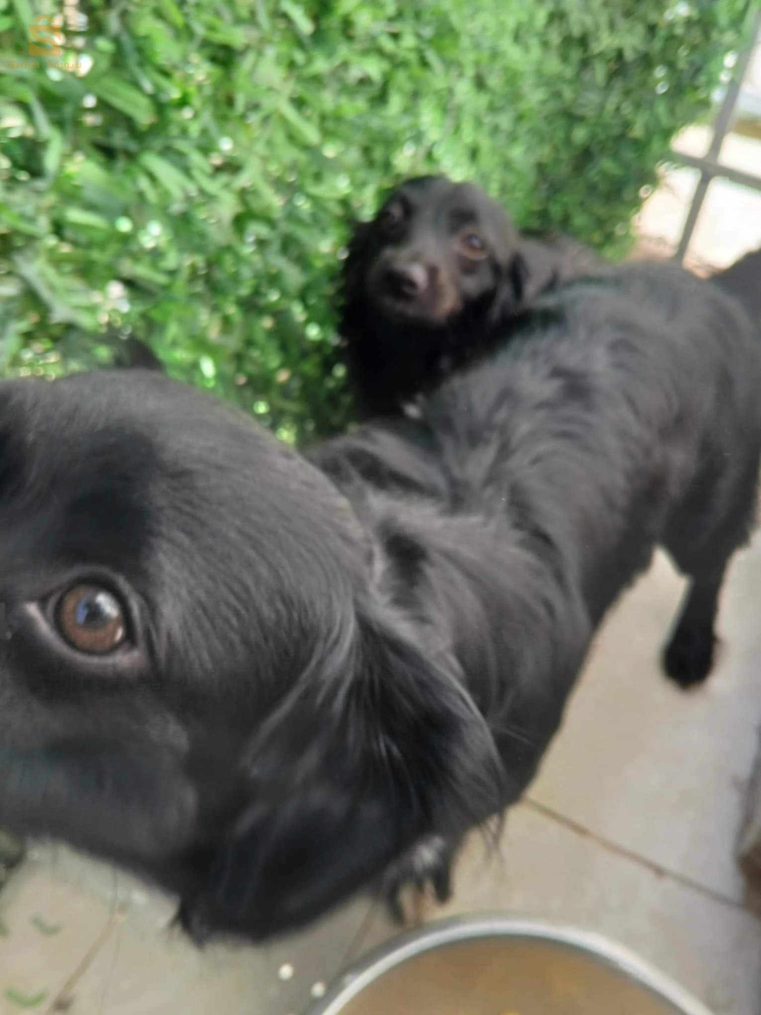 chiens berger australien miniature a vendre