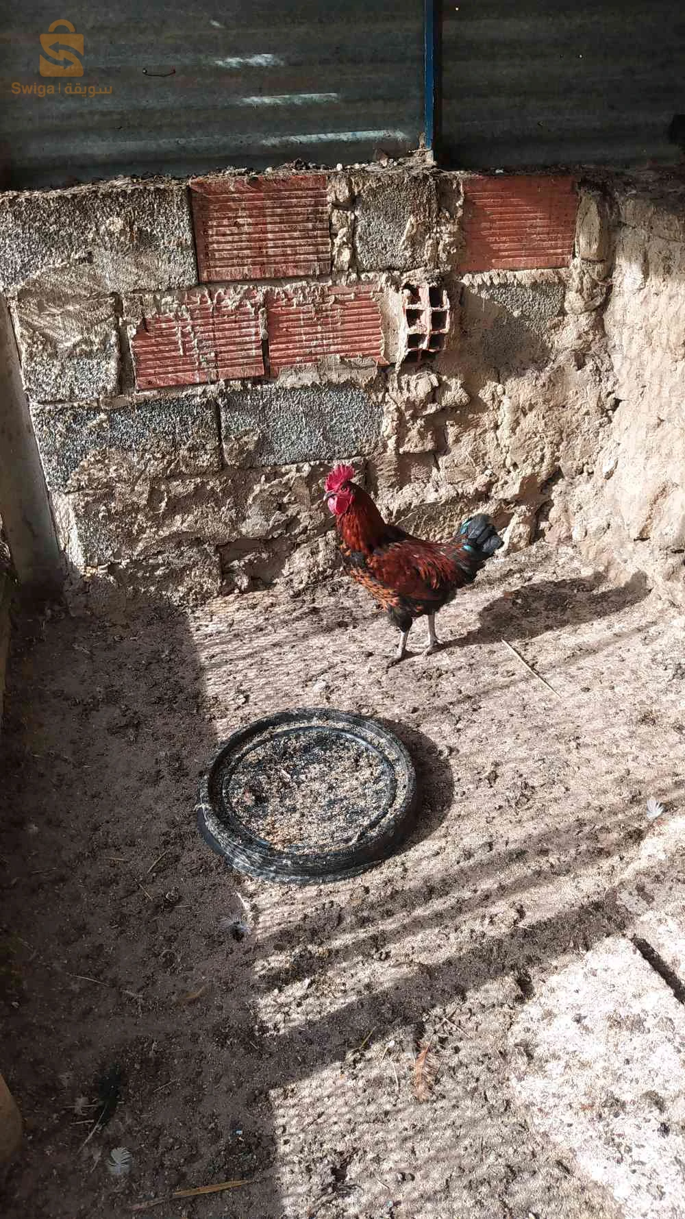 لبيع