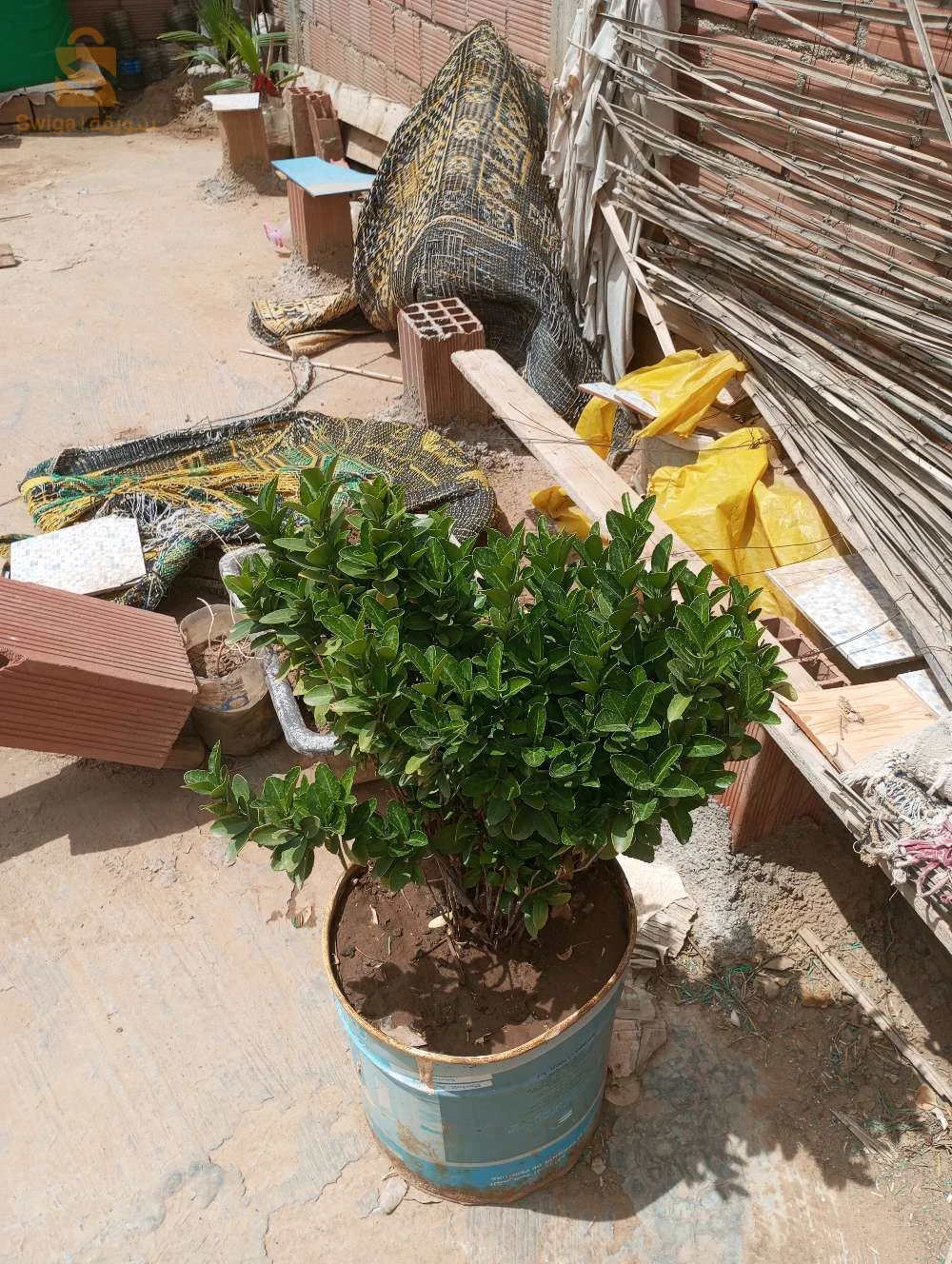 باتنة