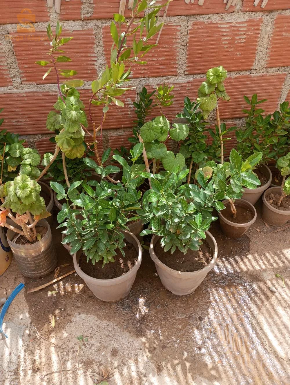 باتنة
