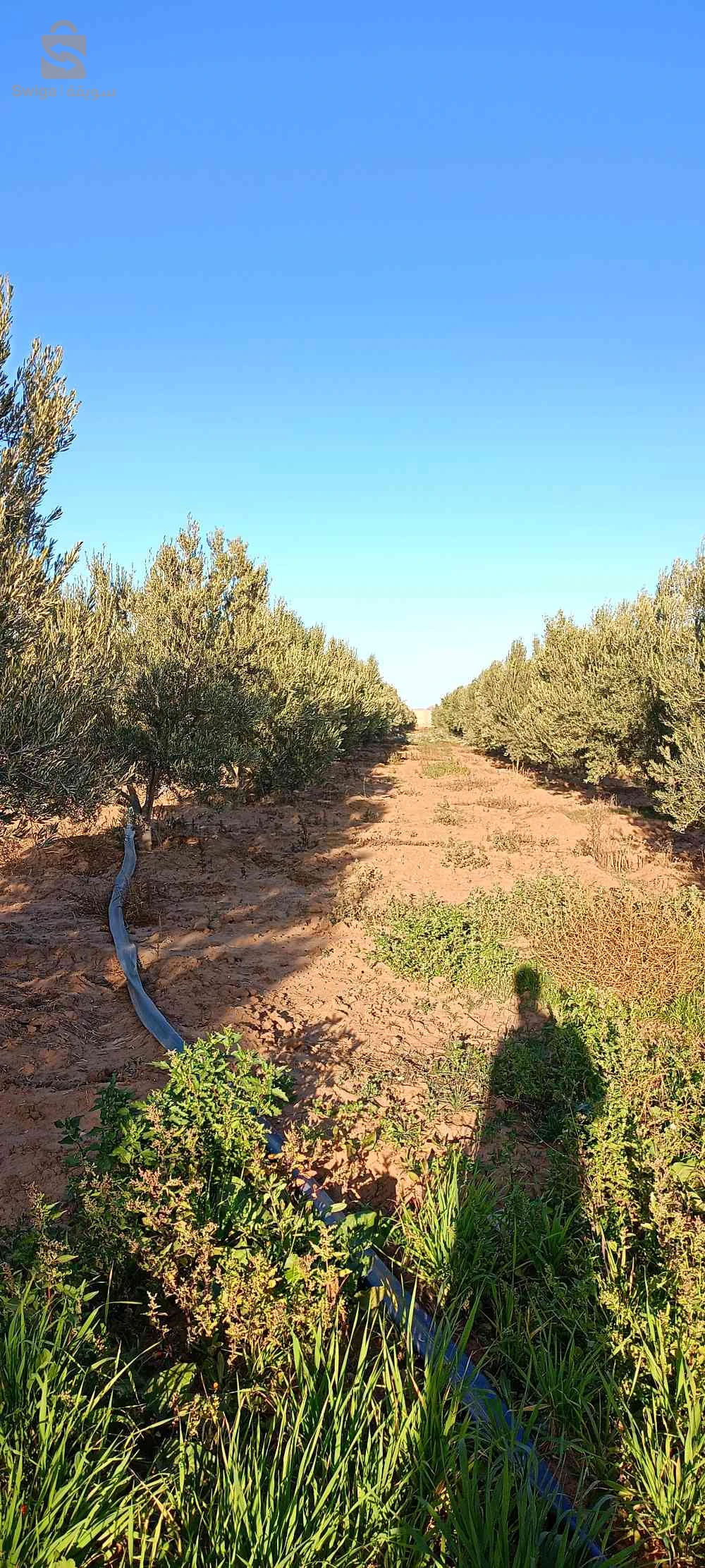 قرية العقيد عباس ولاد قدور