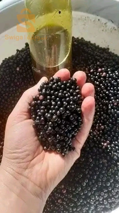 عين الطابية تمالوس