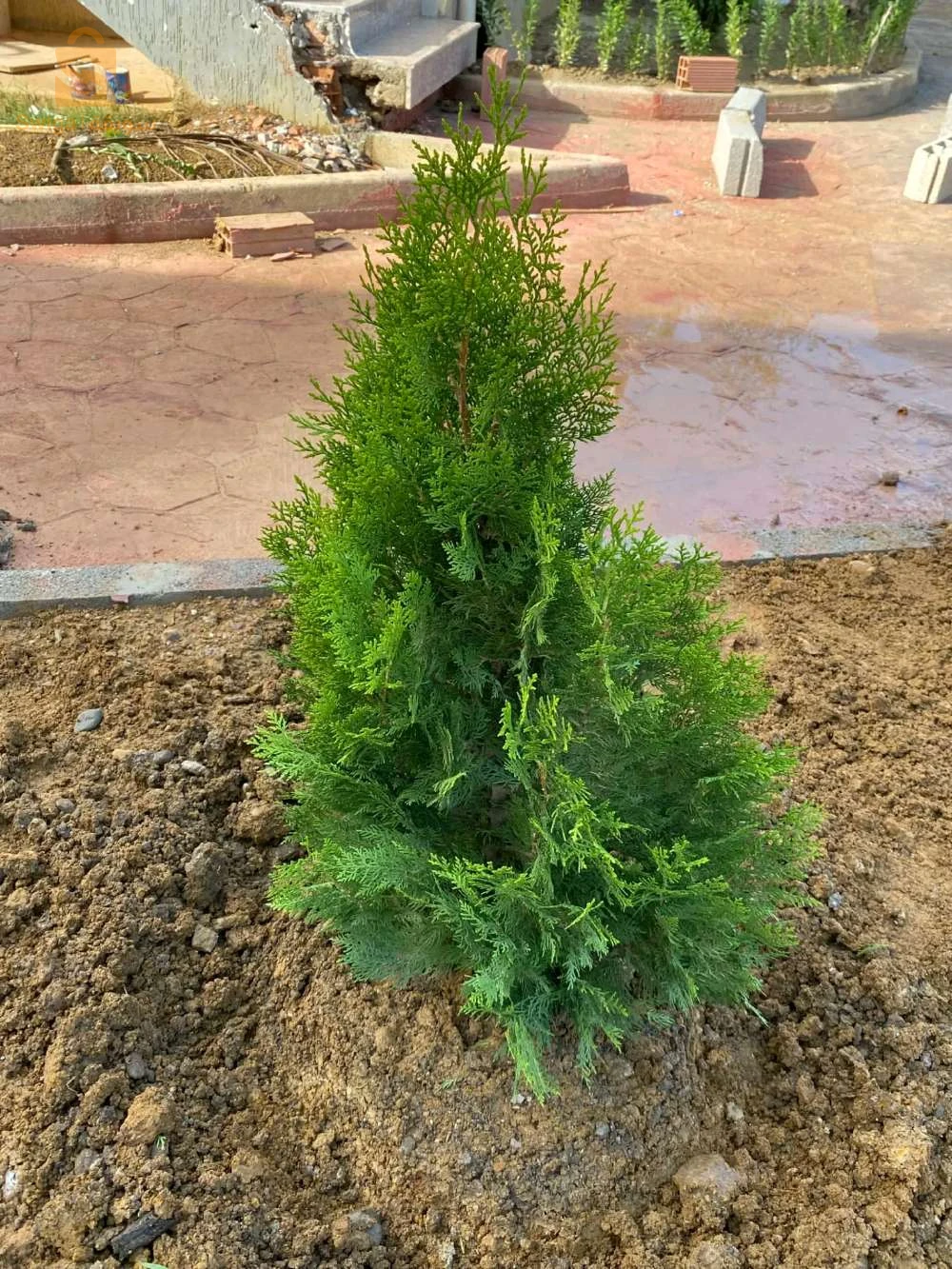 تهيئة المساحة الخضراء و بيع اشجار الفوكيه و التزين