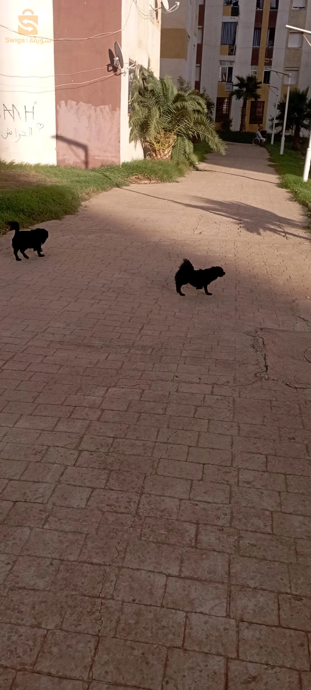 chiens berger australien miniature male et femelle