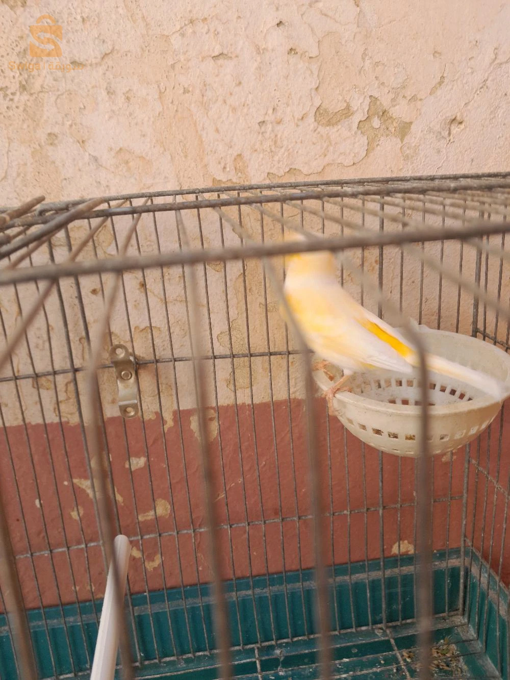 تيارت