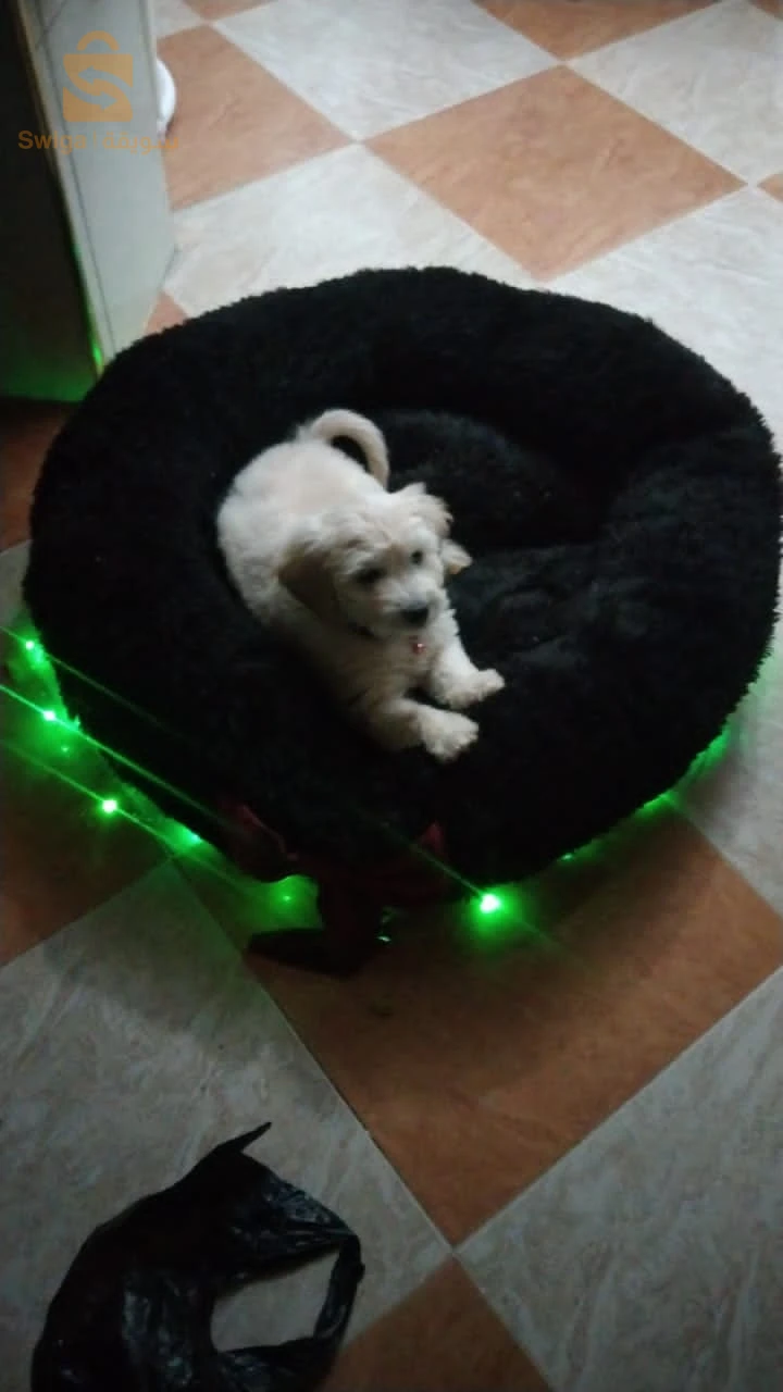 caniche bichon maltais et frisé de très bonnes race