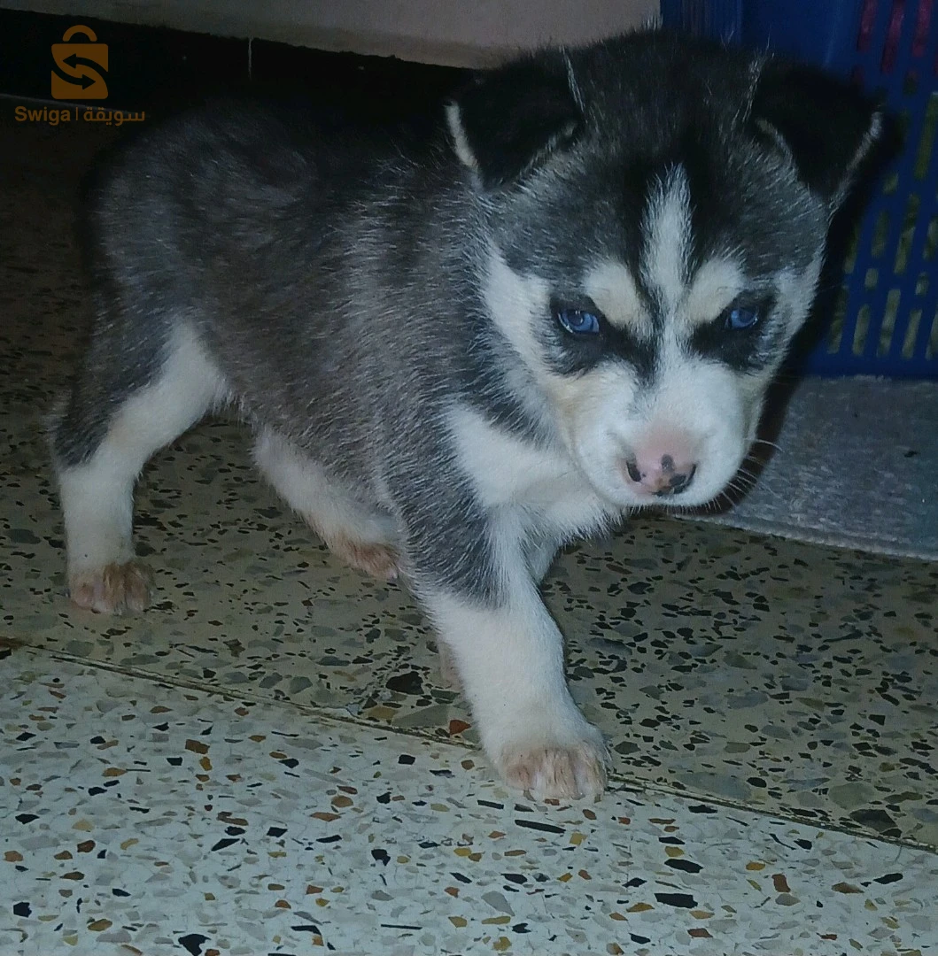 chiot husky mâle