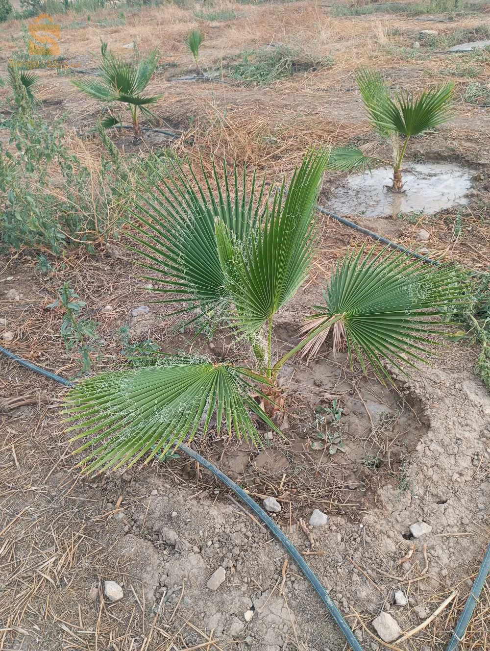 باتنة