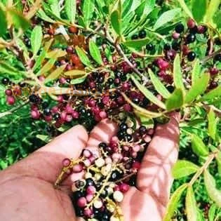 زيت الضرو لجميع الامراض  وخاصة التهابات الحلق والحروق
