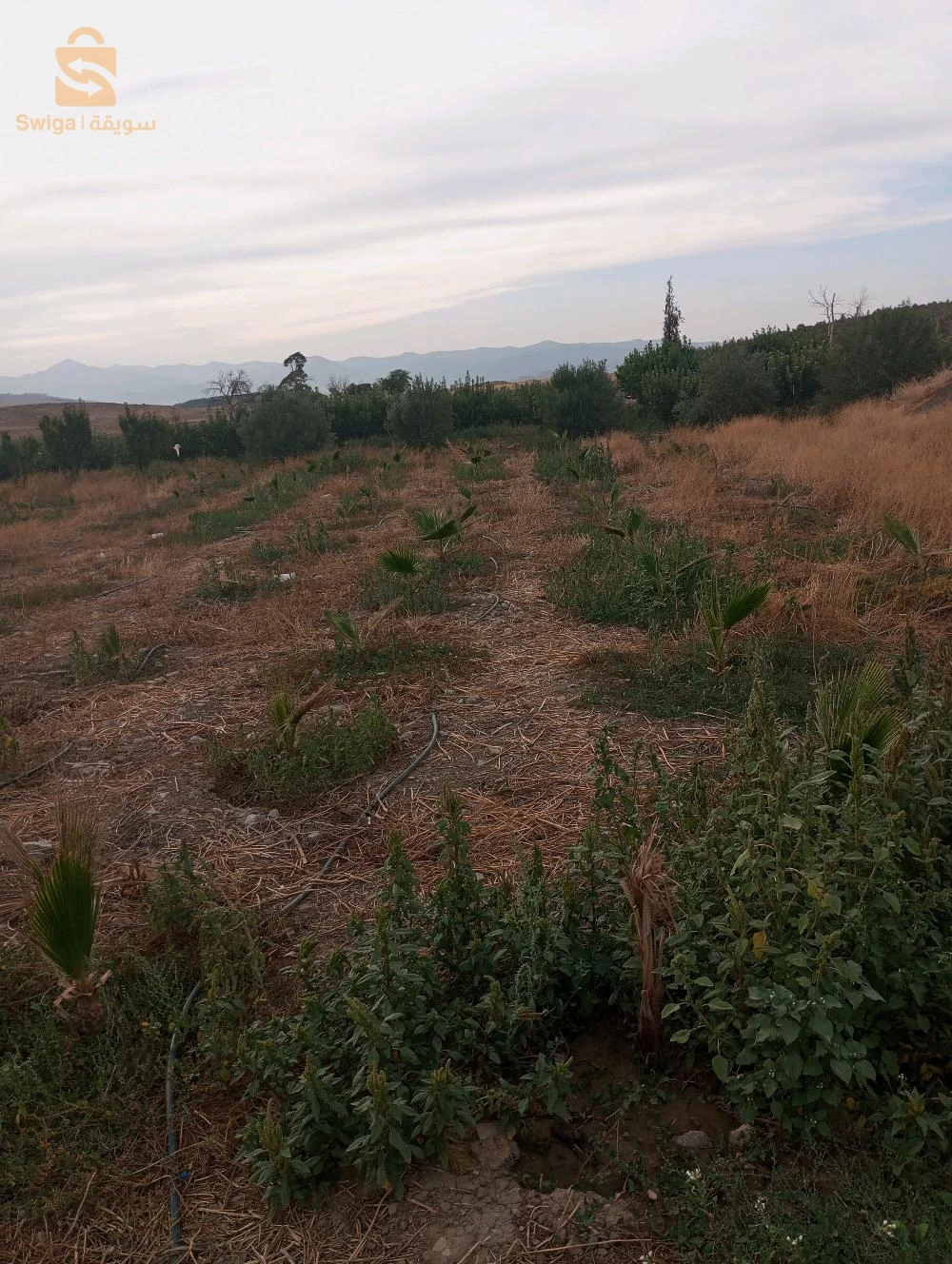 باتنة