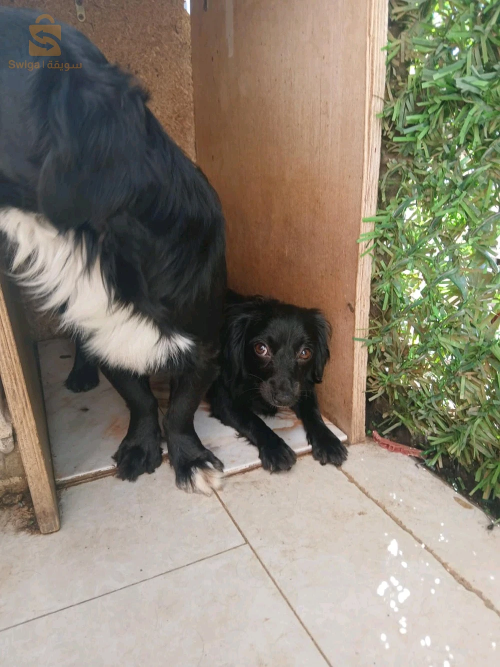chiens berger australien miniature a vendre