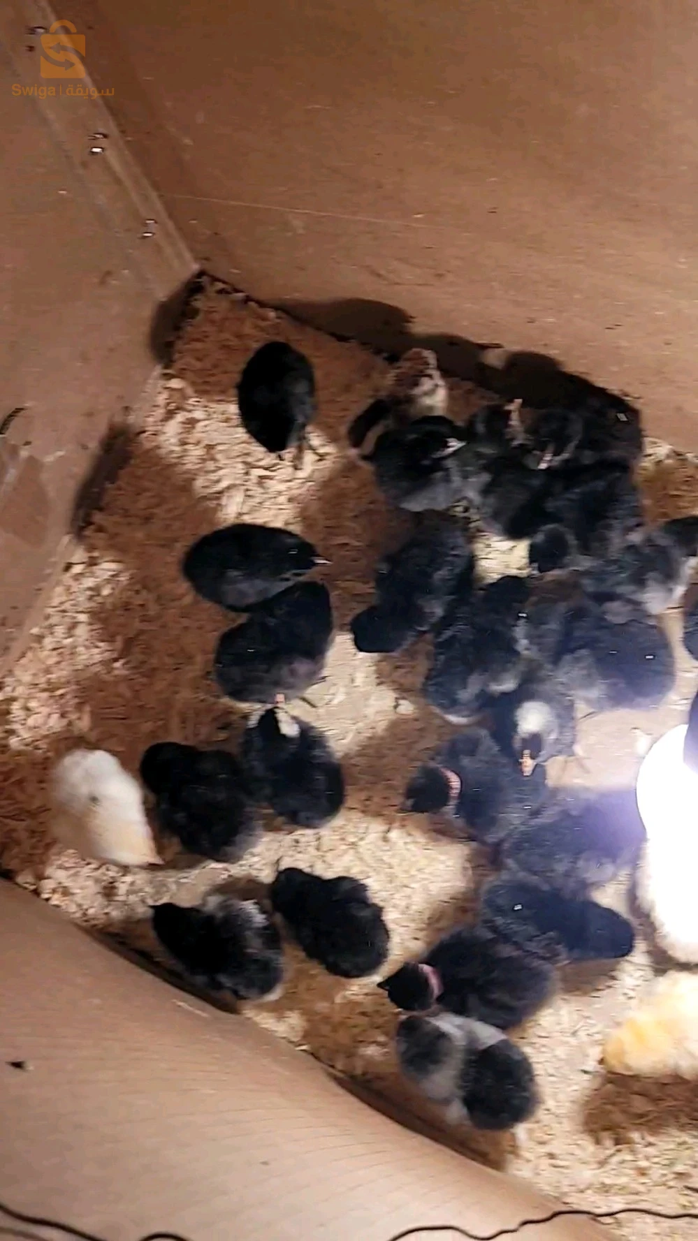 à vendre des poussin 🐤 croisé