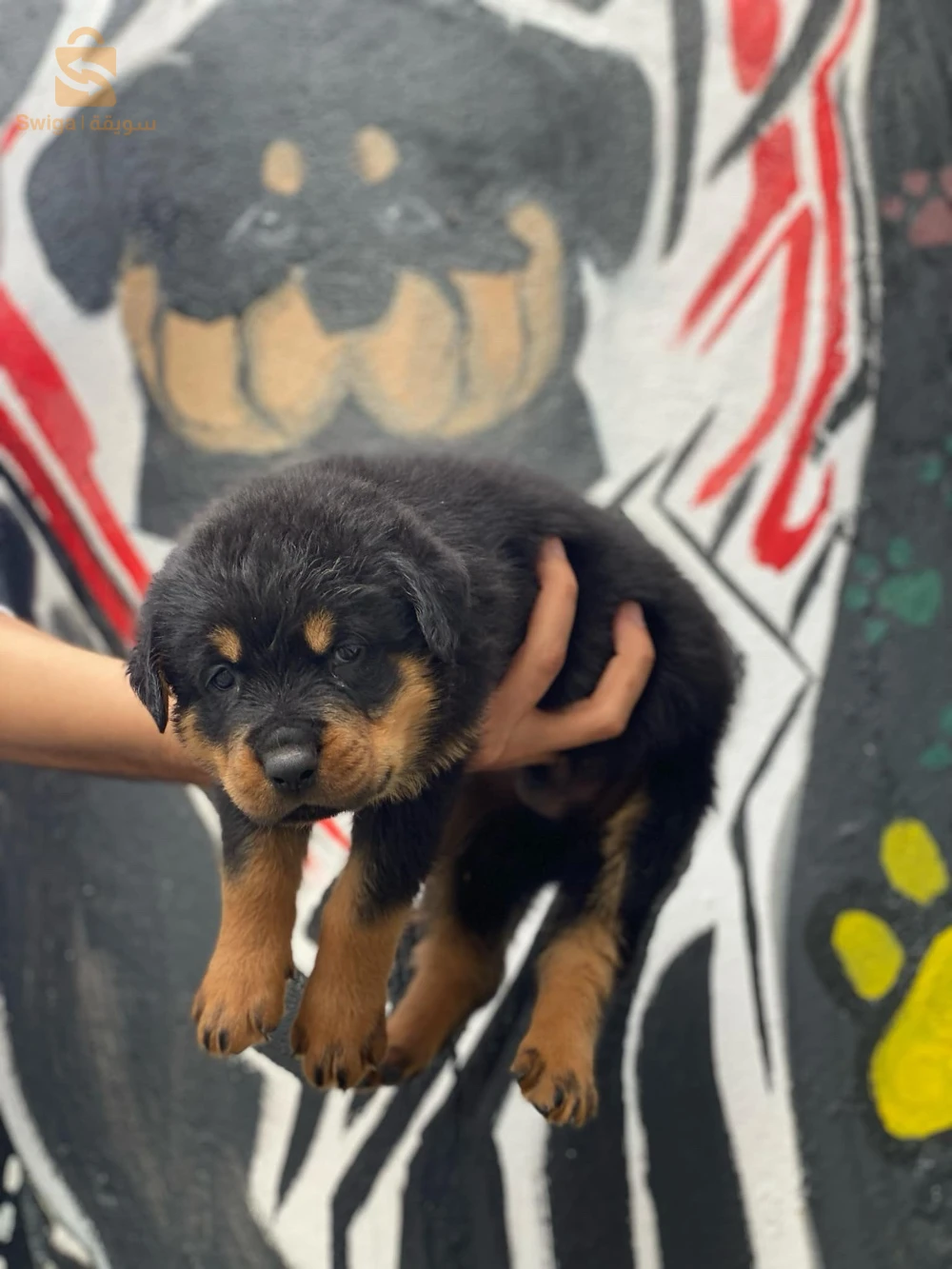 rottweiler