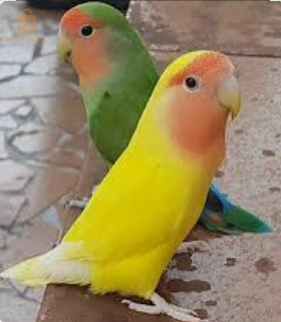 يخصوني 2ذكور روز