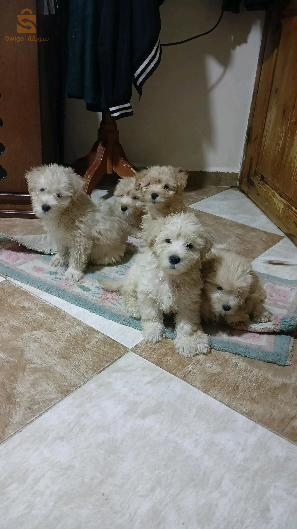 caniche bichon maltais et frisé de très bonnes race