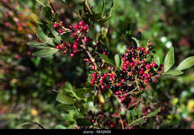 زيت الضرو لجميع الامراض  وخاصة التهابات الحلق والحروق