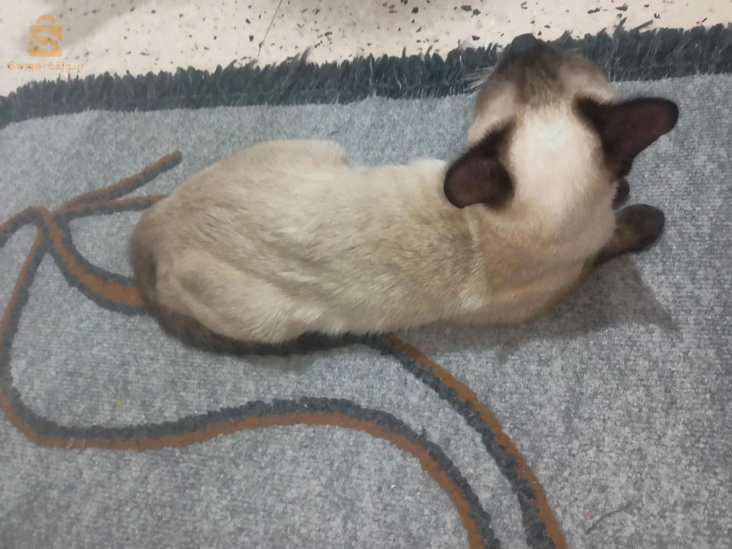 قطة سيامو