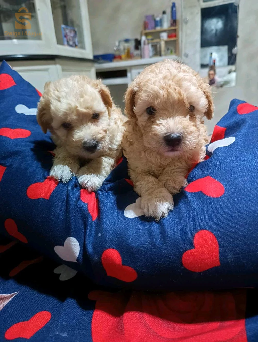 caniche bichon maltais et frisé de très bonnes race