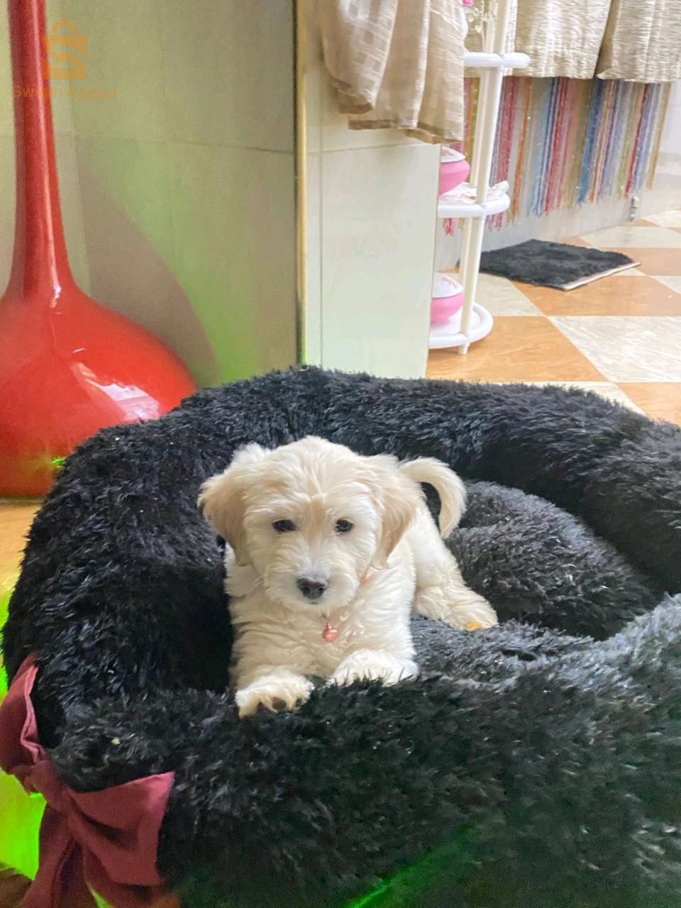 caniche bichon maltais et frisé de très bonnes race